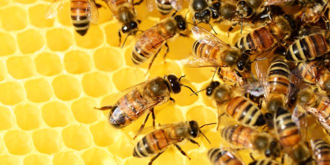 Taller de Apicultura sostenible: Del paisaje a la miel