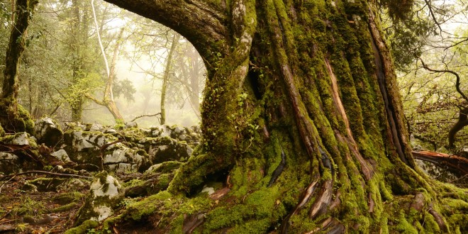 Ganadores del 17º Concurso de Fotografía del Sueve “Premio Josefina Pis”