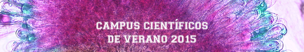 Programa «Campus Científicos de Verano»